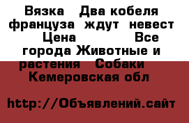  Вязка ! Два кобеля француза ,ждут  невест.. › Цена ­ 11 000 - Все города Животные и растения » Собаки   . Кемеровская обл.